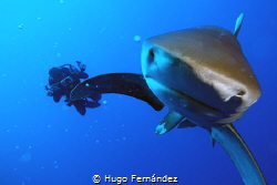 oceanic whitetip shark in Red Sea by Hugo Fernández 